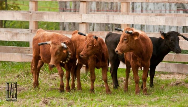  Prepared heifers 